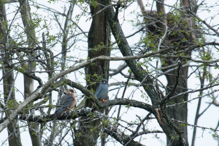 Fakivágás fenyegeti a kék vércséket