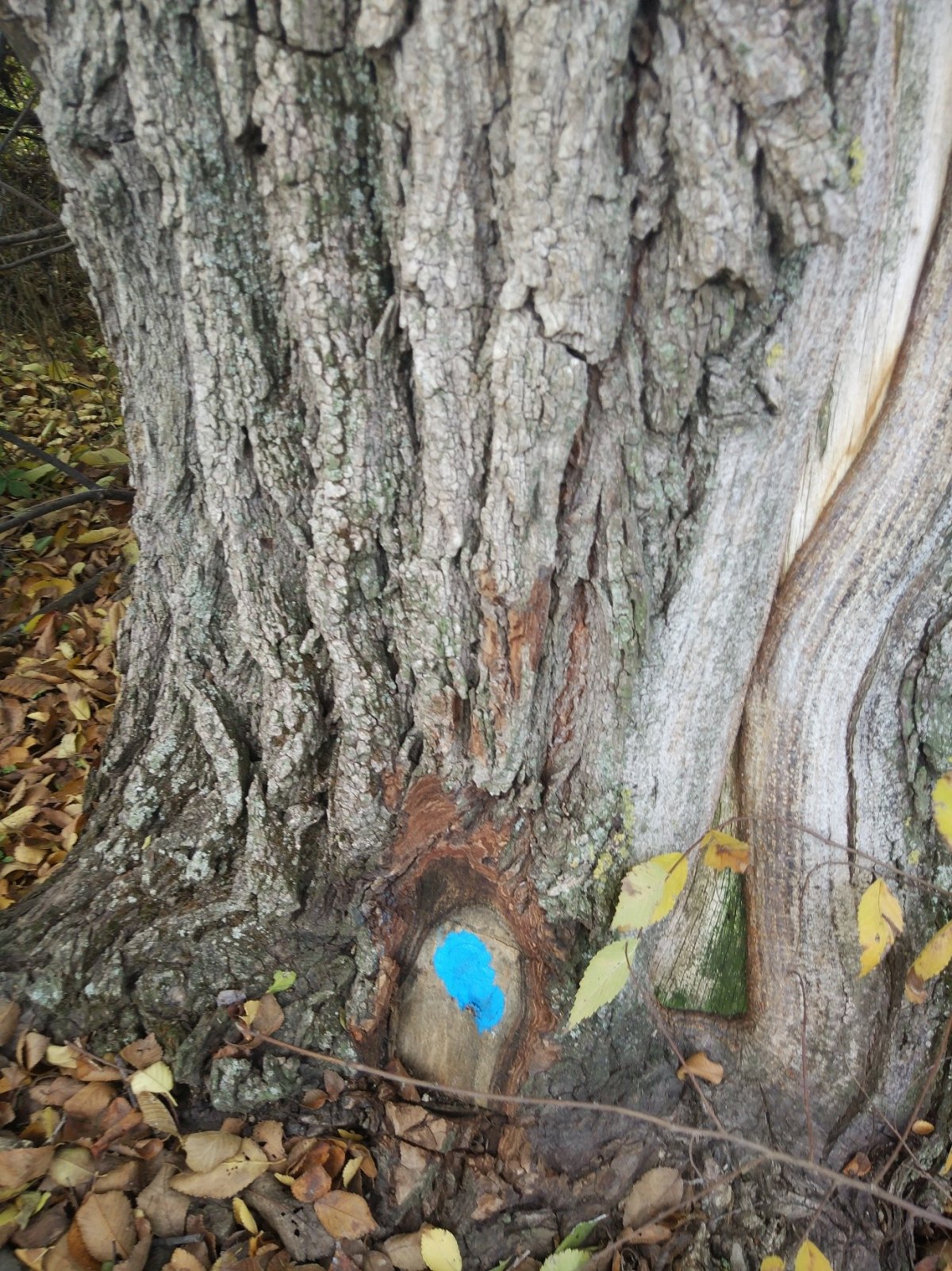 •  Fotó: milvus.ro