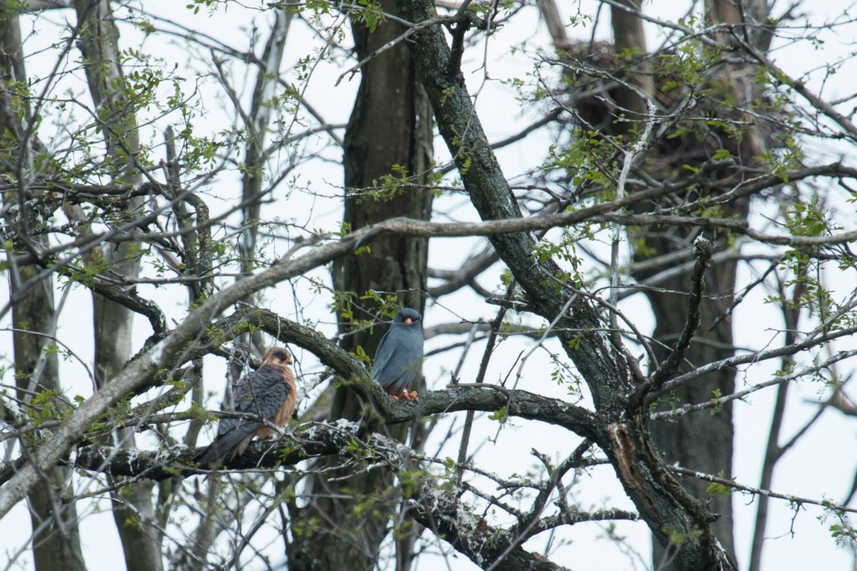 A kék vércsék jelentősebb számban az ország délkeleti részén, valamint a Partiumban fordulnak elő •  Fotó: Facebook/Milvus Group