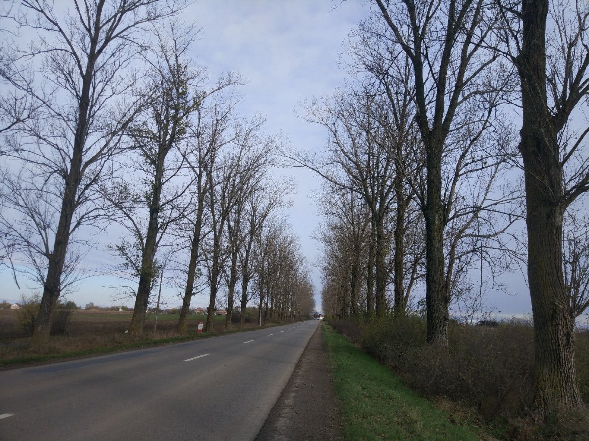 Az Arad megyei útszakaszon főként fiatal fák vannak, tehát nem áll fenn a kidőlés veszélye •  Fotó: milvus.ro