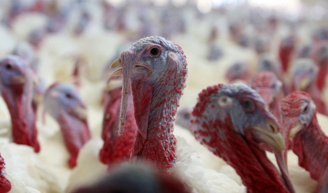 &bullet;  Fotó: MTI/Varga György