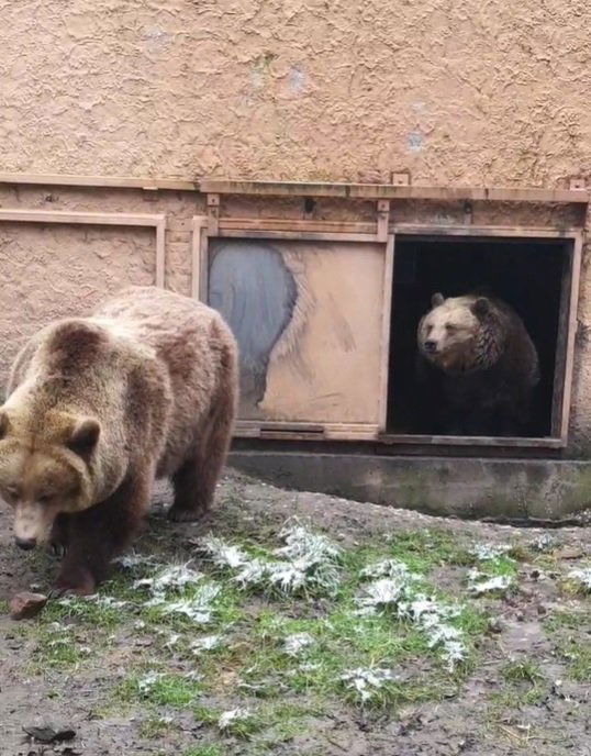 Mici és Ursula komótosan elhagyták a medveházat, és a borongós időben nem látták meg árnyékukat •  Fotó: Facebook/Szegedi Vadaspark