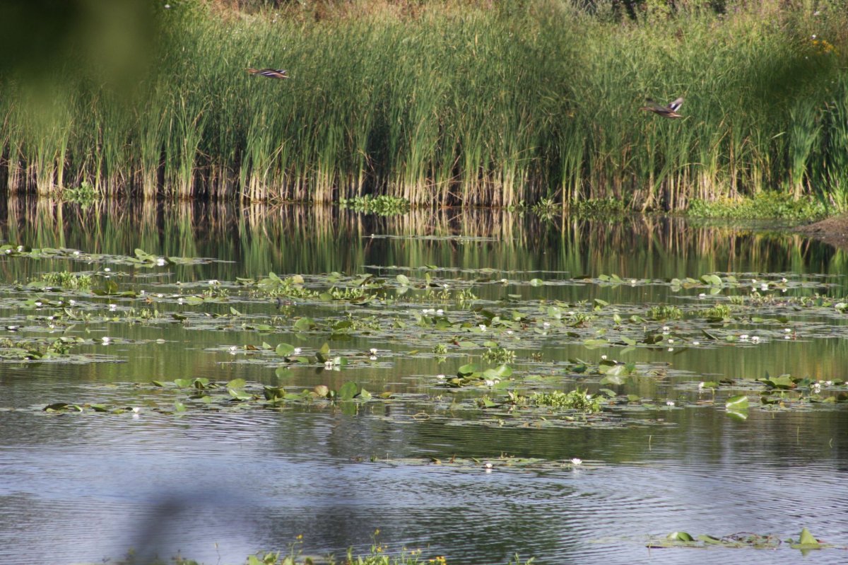 A régi szatmárudvari tó &bullet;  Fotó: Odoreu.ro