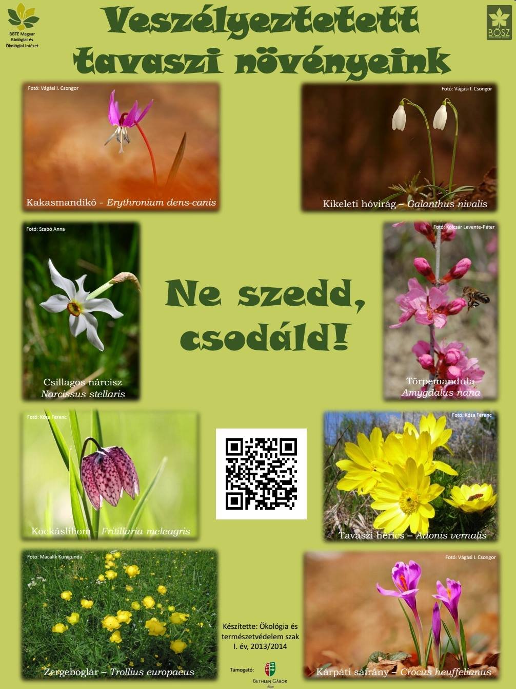 Óvásra szorulnak a tavasszal virágzó növényfajok •  Fotó: BBTE