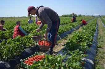 Hektáronként 10 ezer lejes állami támogatást nyújtana az epertermesztőknek az RMDSZ