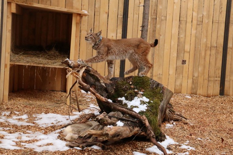Romániából telepítik újra a száz éve kihalt hiúzpopulációt Szlovéniában