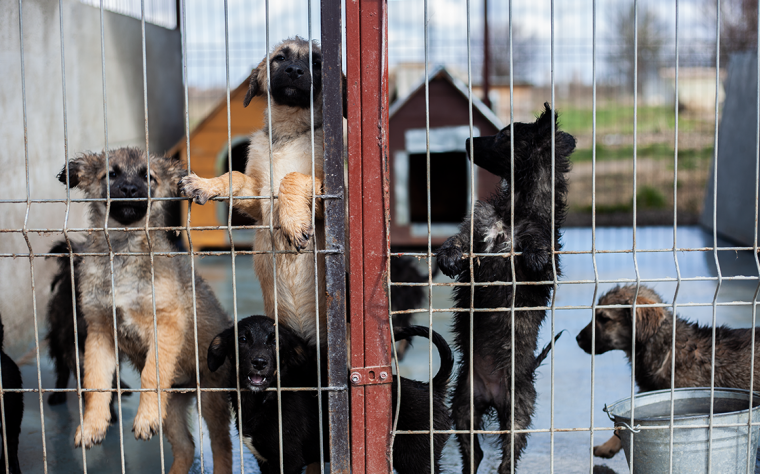Felelősségvállalás nélkül nem megy: a kutyás gazdikon is múlik, mennyi a kóbor eb