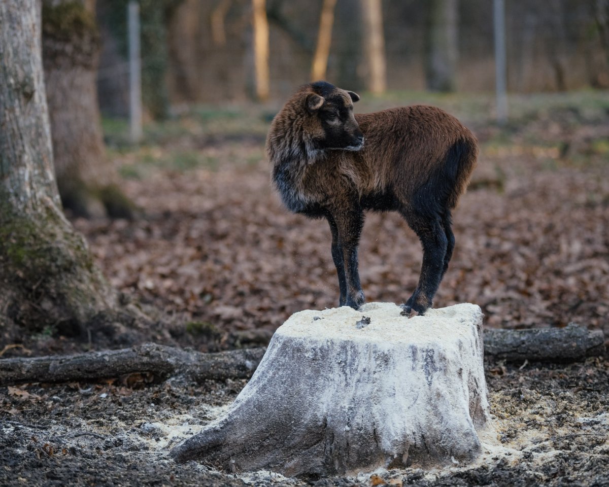 A temesvári létesítmény évek óta alacsony költségvetésből gazdálkodik, az állatok élettere nem megfelelő •  Fotó: Facebook/Grădina Zoologică din Timișoara