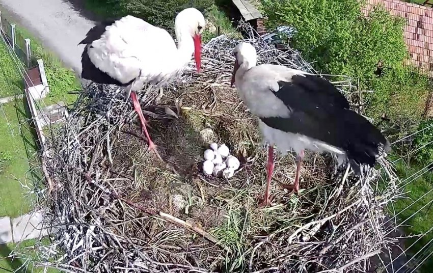 •  Fotó: Clujbird.ro