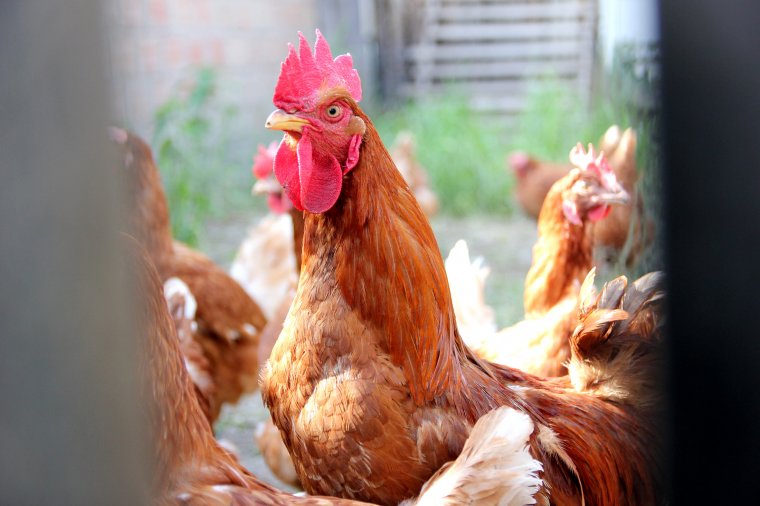 Február végéig nyújthatóak be az állatjóléti támogatáskérelmek