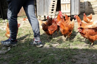 Madárinfluenzát észleltek Kolozsvár térségében, szigorú intézkedéseket vezetett be az állategészségügyi hatóság