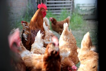 Emberre is átterjedt a madárinfluenza Ecuadorban