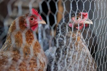 Madárinfluenza-vírus veszélyére figyelmeztetnek, megelőző intézkedéseket javasolnak Szatmár megyében