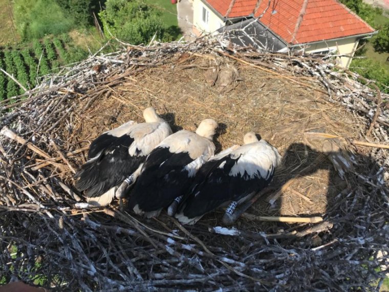 Gyűrűt kaptak a magyarfenesi kisgólyák, a gyerekek is megismerhették őket