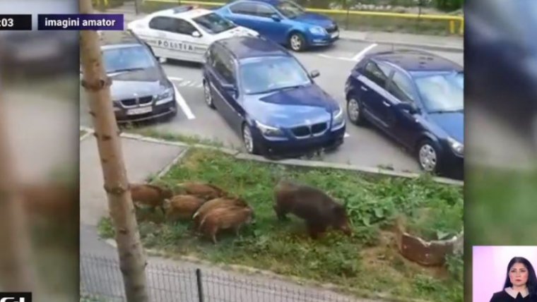 Vaddisznókat terelgettek a rendőrök Sinaián
