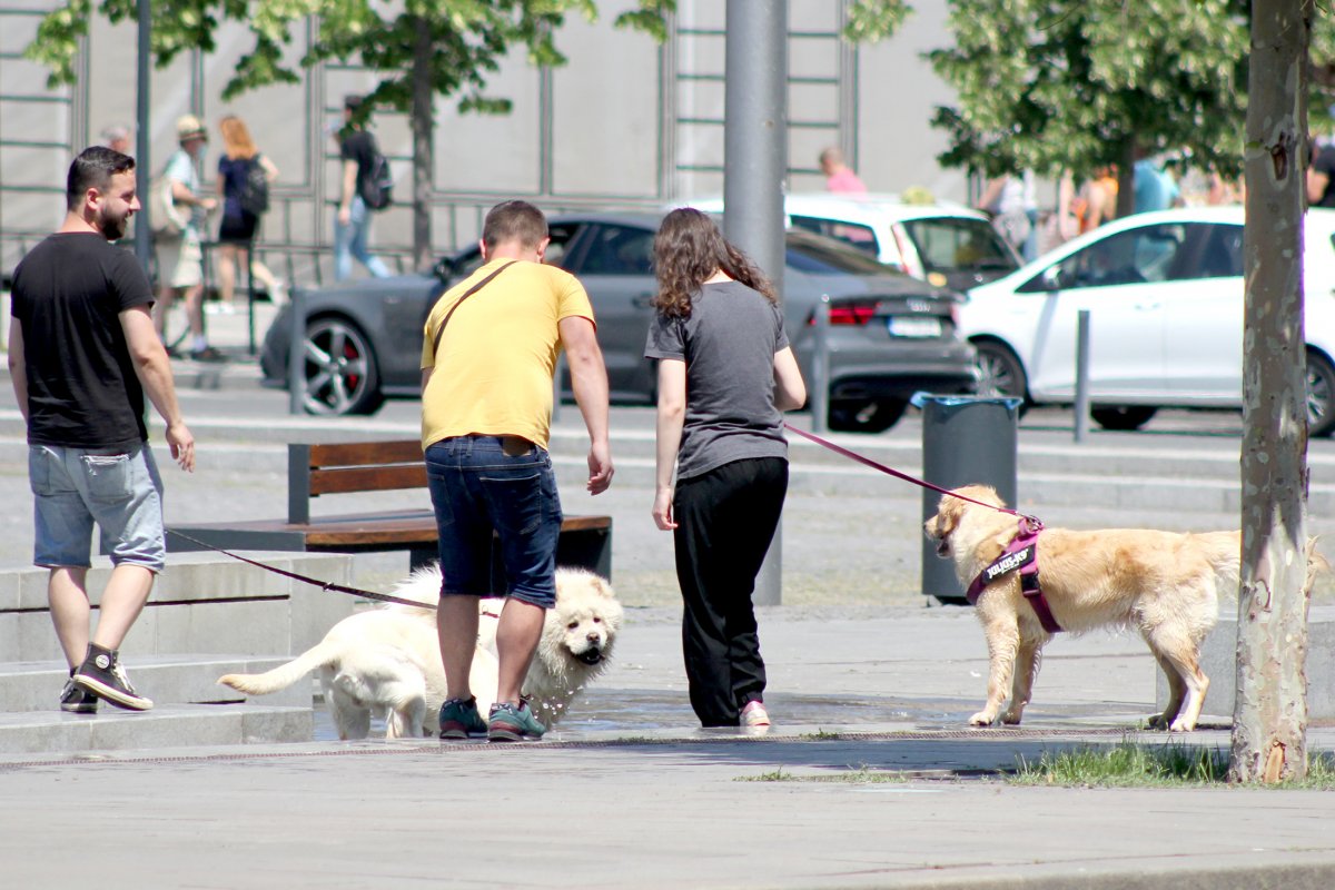 Kutyameleg. Kánikula idején 11 és 18 óra között tanácsos elkerülni a napsütötte helyeket •  Fotó: Jakab Mónika