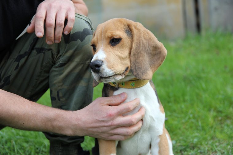 Pórázra akasztható zsáktartót kapnak a sepsiszentgyörgyi kutyás gazdik