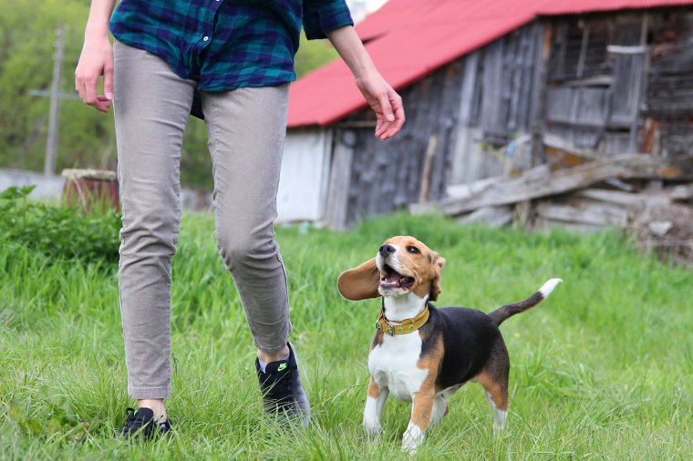 Felelősségre, empátiára nevel egy házi kedvenc: egy állat közelsége pozitívan hat a gyermek fejlődésére