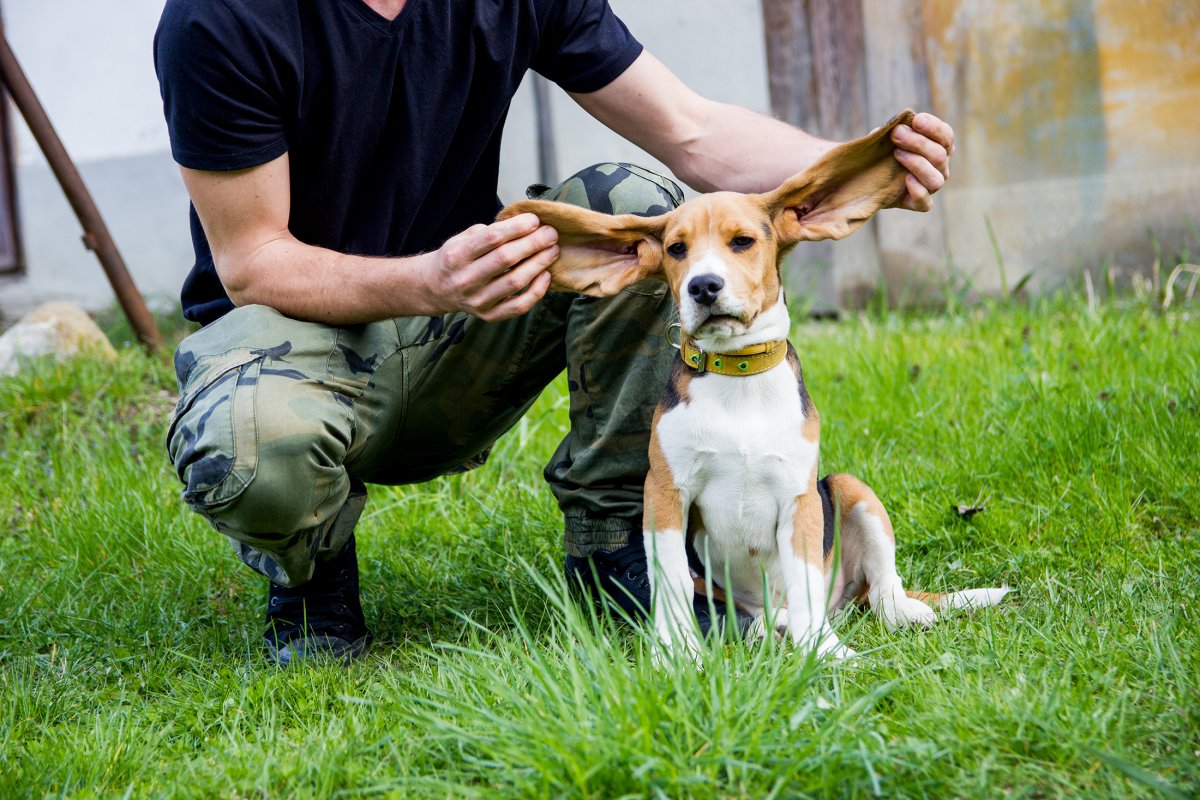 A felmérés szerint Romániában a 18–20 év közötti fi atalok körében is egyre népszerűbb a kutyatartás •  Fotó: Jakab Mónika