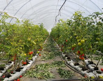 Miközben százmilliók mennek a gazdák támogatására, Románia importálja a legtöbb török paradicsomot