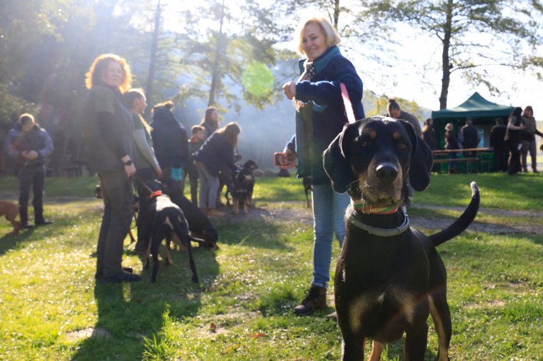Erdélyikopó-világtalálkozó zajlik Magyarországon, sikerült megmenteni a fajtát a kihalástól