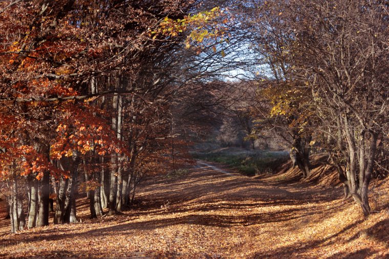 Igazi őszi időjárás várható a következő két hétben