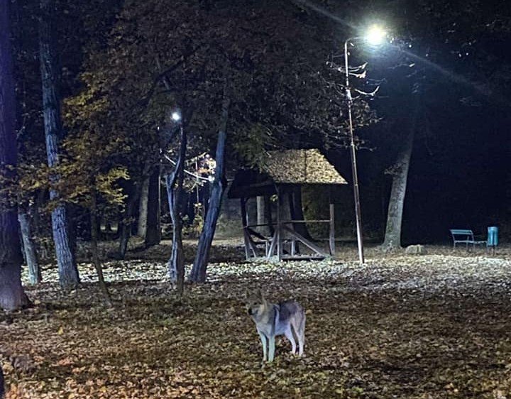 A bátrabbak lefotózták a „fenevadat” •  Fotó: Facebook