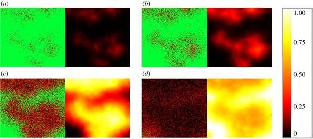 Pillanatfelvételek egy koronavírus-fertőzés lefutásából •  Fotó: Szegedi Tudományegyetem