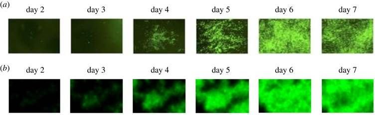 •  Fotó: Szegedi Tudományegyetem
