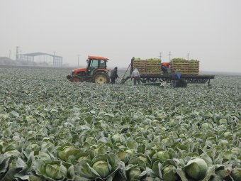 Elveszítheti a termőföldek fele fölötti ellenőrzését az ország – Sötét képet festenek a román mezőgazdaság jövőjéről