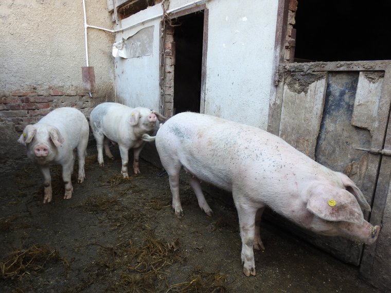 Megváltozik a háztáji disznótartás, szigorítják az élőállat-forgalmazást
