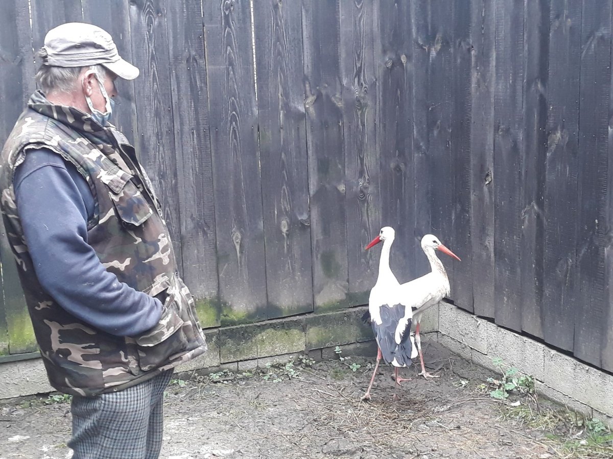 Gondozójuknak is nehezen sikerül megközelíteni a félénk állatokat a nyárádszentsimoni menhelyen •  Fotó: Szucher Ervin