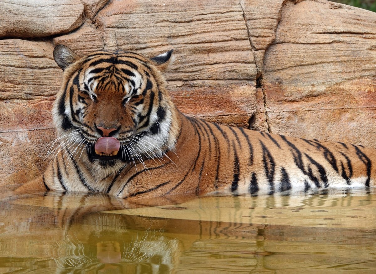 Képünk illusztráció •  Fotó: Naples Zoo/Facebook