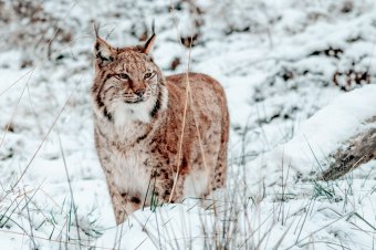 Áll a bál Svédországban a rengeteg farkas kilövését követő hiúzirtás miatt