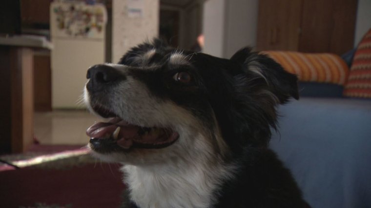 Ötmillió dollárt hagyott a kutyájára egy amerikai férfi