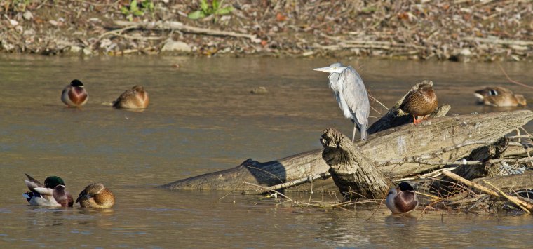 Nem ajánlott etetni a vízimadarakat, ezzel többet ártunk, mint segítünk a szakember szerint