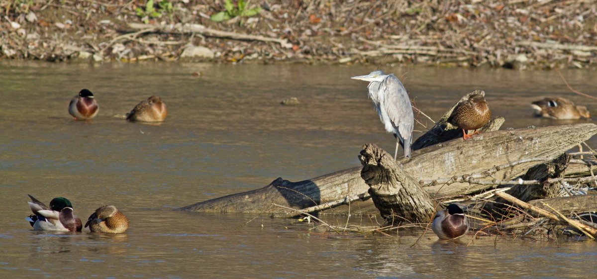 A nyáron etetett madarak ősszel nem vonulnak el, a mesterségesen fenntartott táplálékbőség „kikapcsolja” a téli túléléshez nélkülözhetetlen vonulási viselkedést •  Fotó: Vajda József/Milvus Group