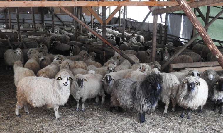 Disznópestis után újabb kór: a kis kérődzők pestise tizedeli a hazai juh-, és kecskeállományokat