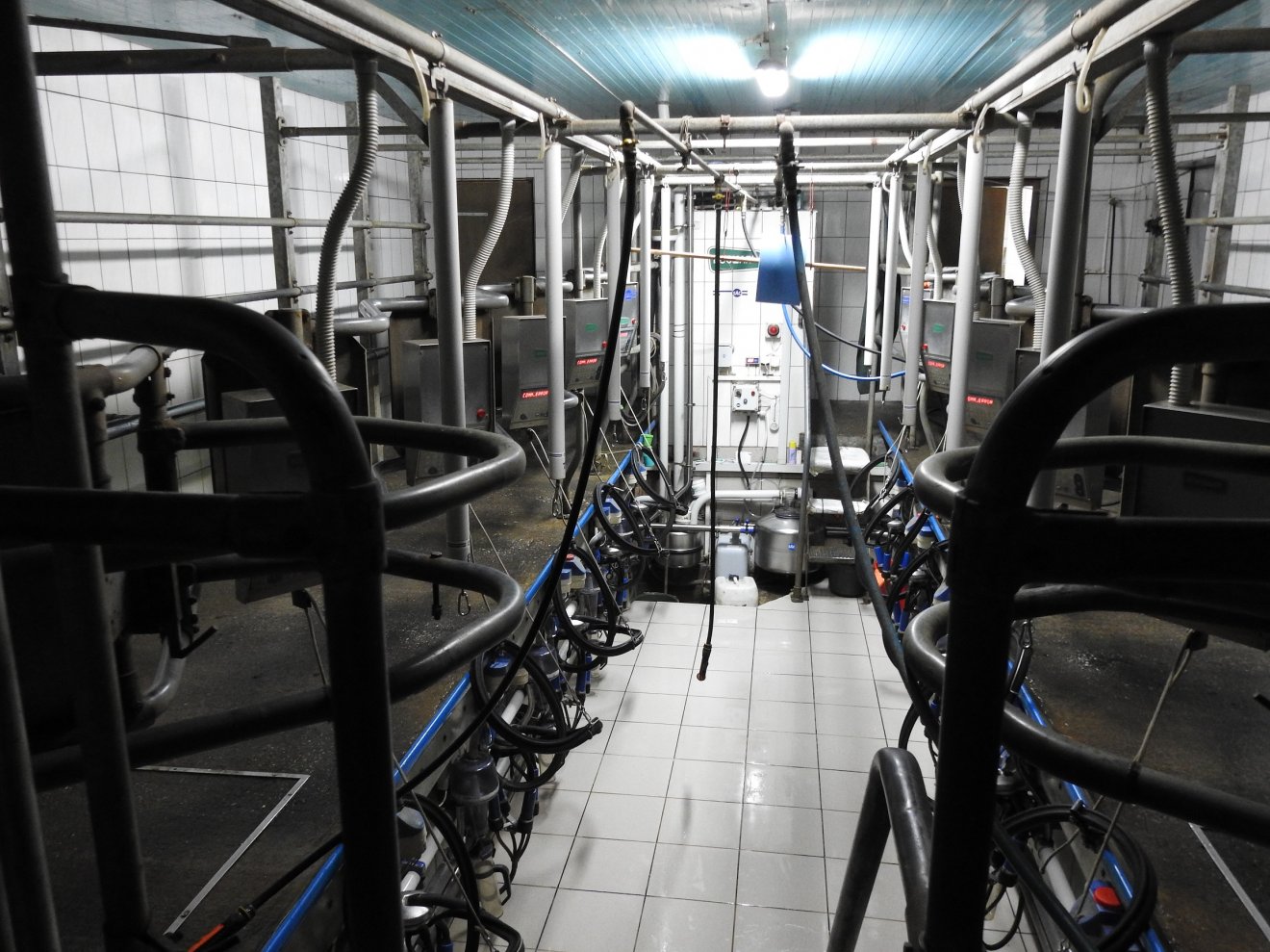 A kismajtényi farm fejőházának modern fejőgépei azt is jelzik, ha beteg a tehén &bullet;  Fotó: Makkay József