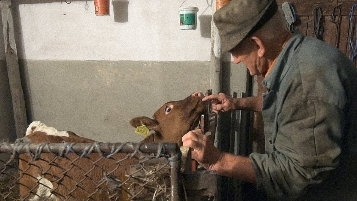A Bálint János a borjúval – Tehenesek című dokumentumfilmből kiragadott kép 