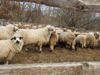 Lassul a juhpestis terjedése, de betiltották az állatvásárokat és -kiállításokat az országban