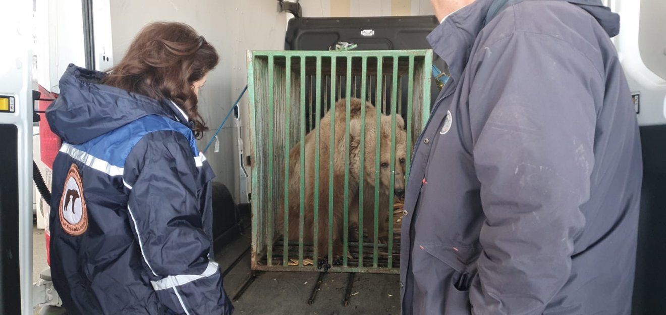 Mása egy ukrajnai cirkuszból érkezett a Brassó melletti medveparkba •  Fotó: AMP Libearty - Bear Sanctuary / facebook
