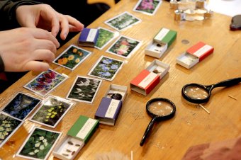 Beporzók napja: interaktív foglalkozásokat tartanak az Állattani Múzeumban