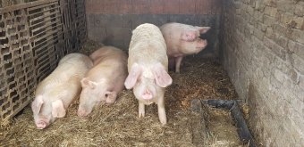 Betiltaná a hatóság a háztáji gazdaságokban nevelt sertések értékesítését, karácsony előtt állatorvosi igazolás kell