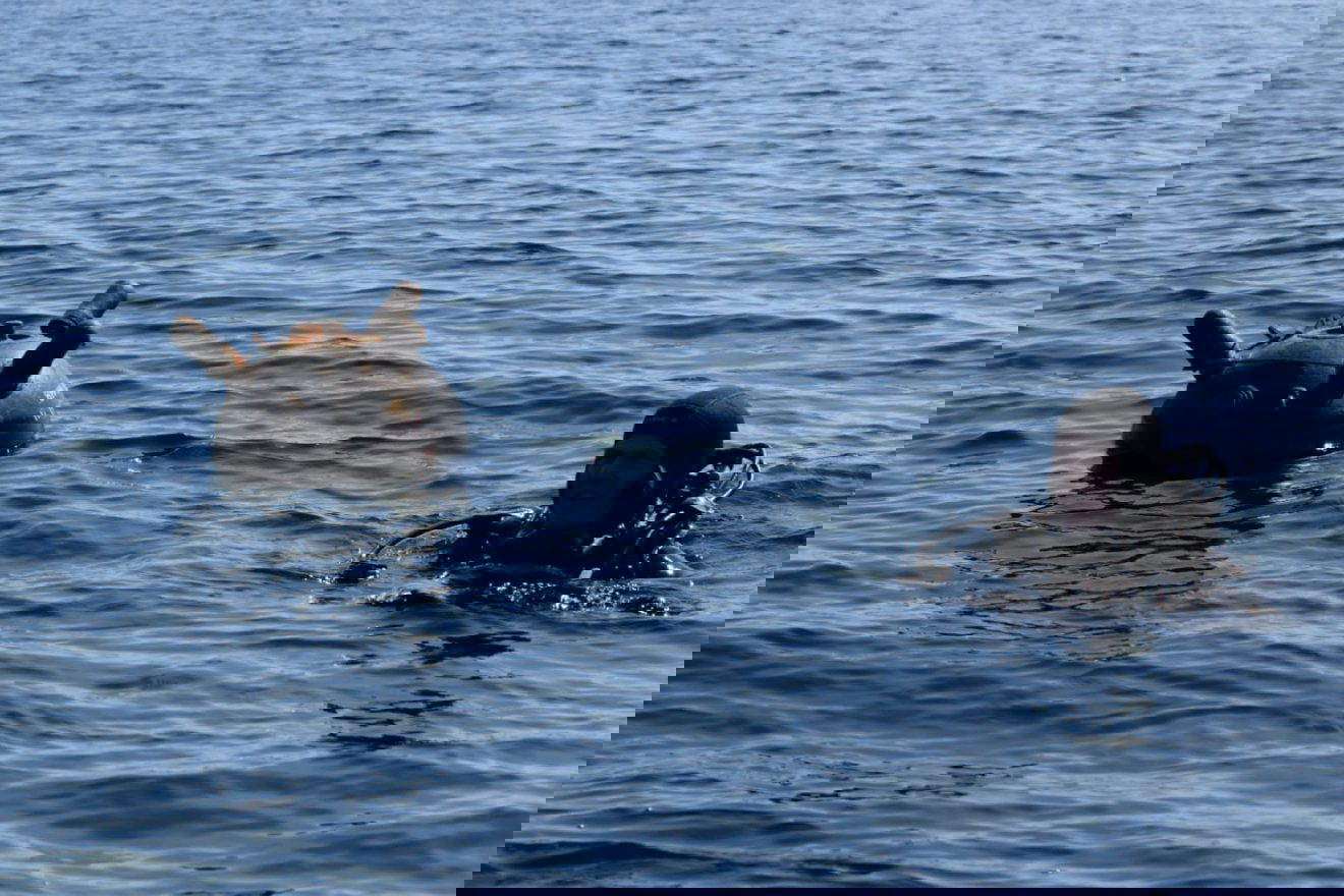 A román katonai búvárok először márciusban semmisítettek meg tengeri aknát Capu Midia térségében, 70 kilométerre a parttól •  Fotó: Facebook/Ministerul Apararii Nationale, Romania