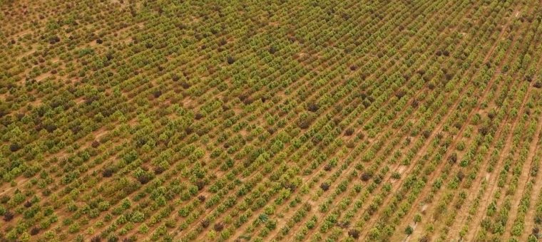 Németország megszüntetné a kannabisz illegális besorolását