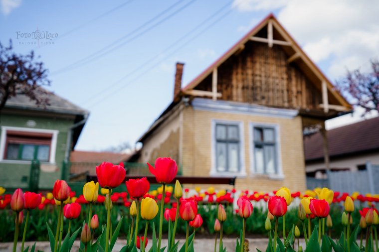 Kalotaszentkirály 58 ezer nyíló tulipánnal csalogatja a turistákat