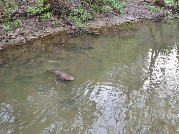 Kolozsváron is megjelent a „mérnökösködő” hód – Hartel Tibor ökológus a védett rágcsálók hatásáról