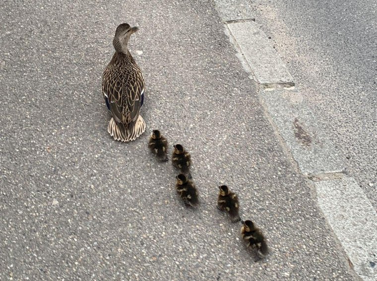 Kiskacsákat terelgettek a helyi rendőrök Kolozsvár központjában