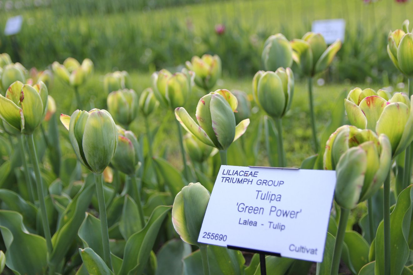 •  Fotó: Jakab Mónika